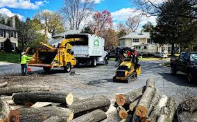 Professional Tree Removal and Landscaping Services in Christmas, FL